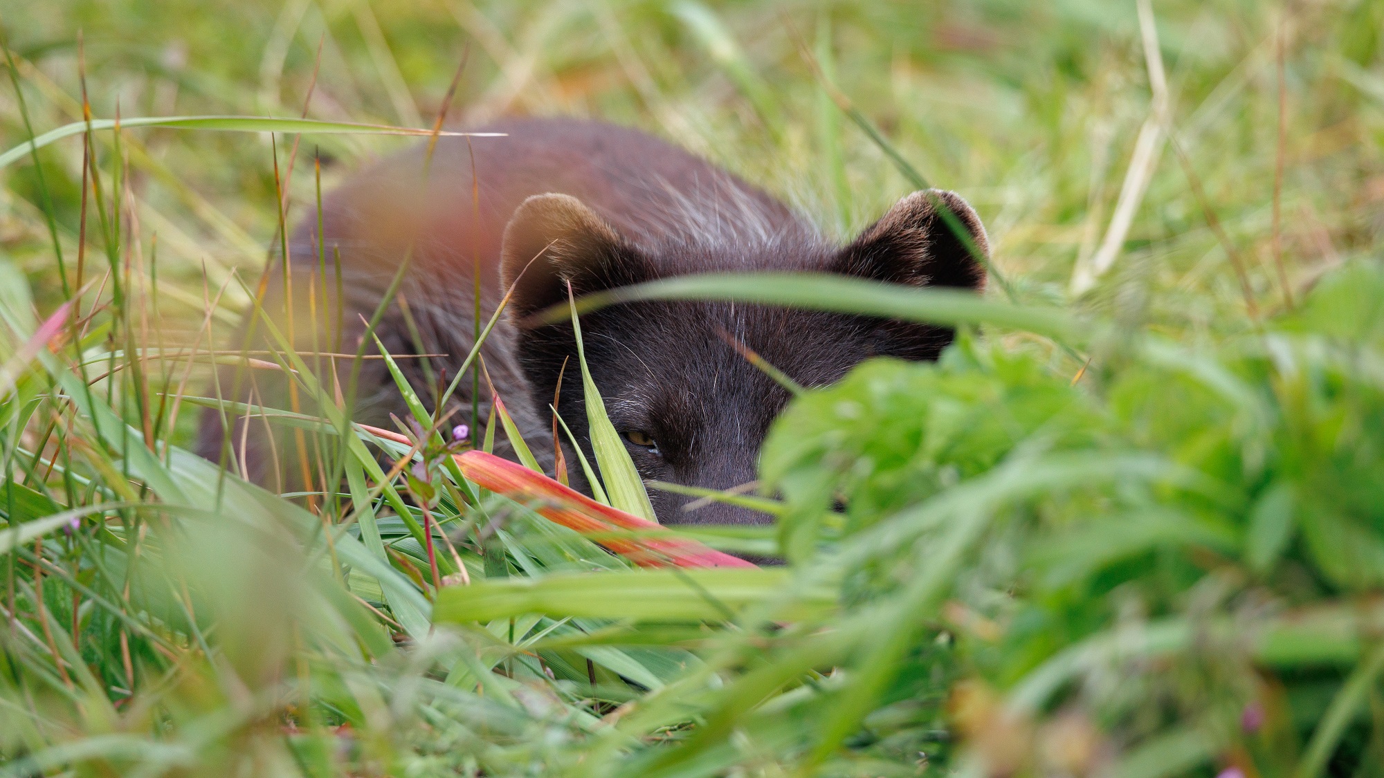 Давай мы с тобой сыграем в прятки