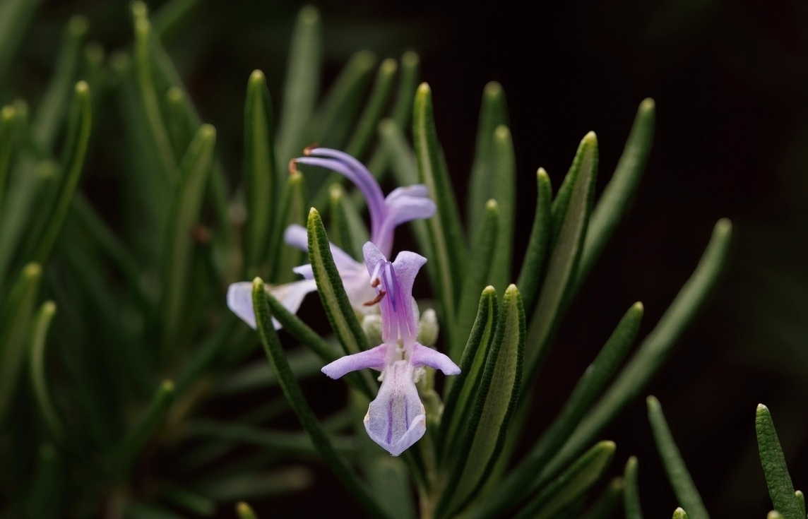 Розмарин в декабре...