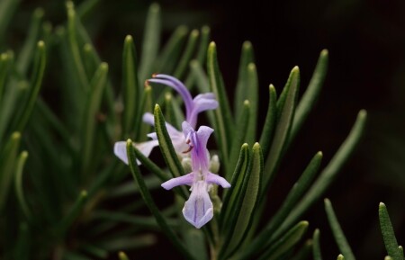 Розмарин в декабре...