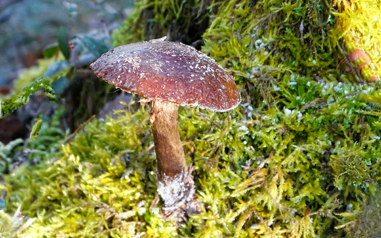 Природа Смоленщины 