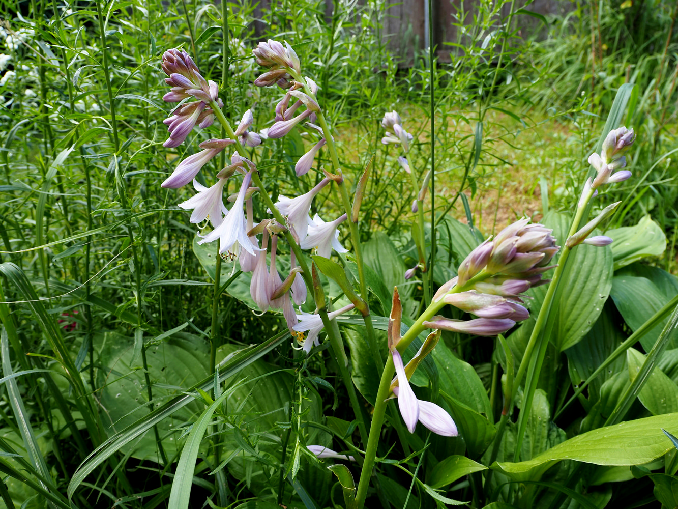 Полевые травы