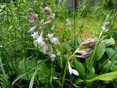 Полевые травы