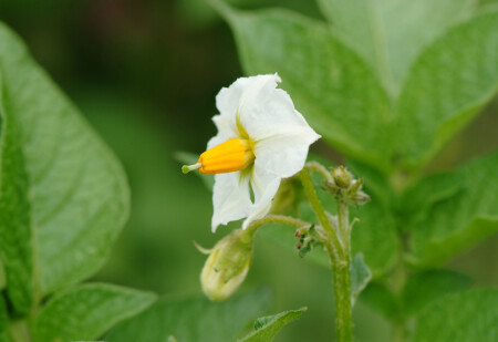 Fuji s5pro + Nikkor 105/2,8 Makro