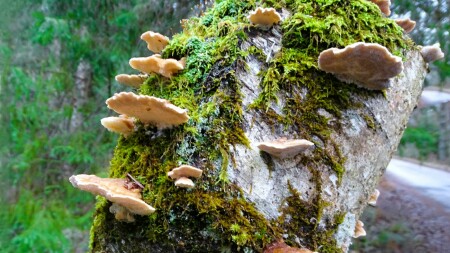 Природа Смоленщины 