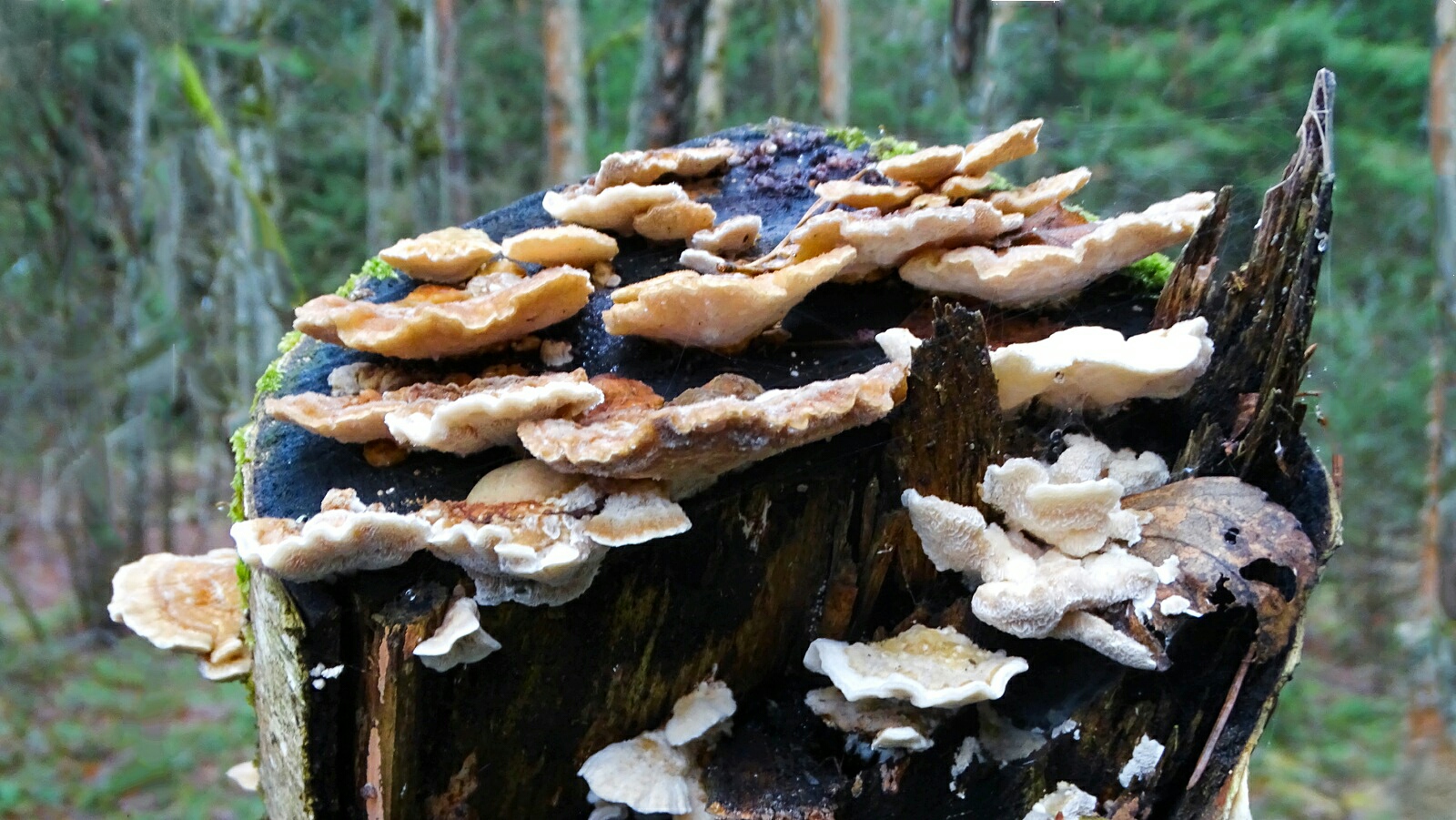 Природа Смоленщины 