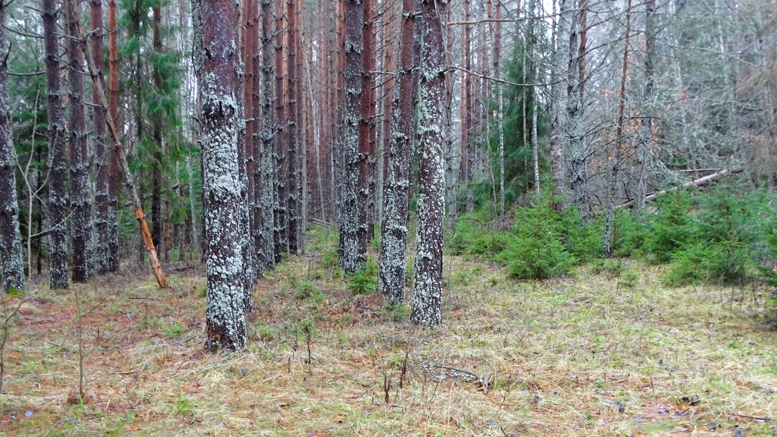 Природа Смоленщины 