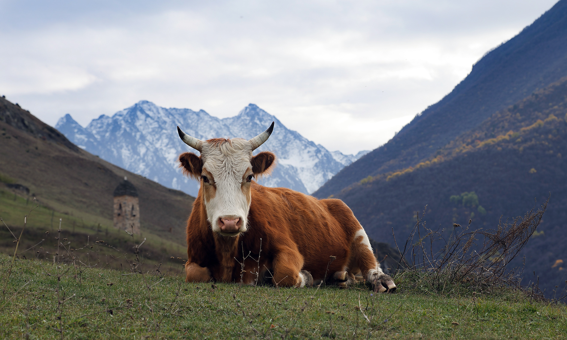 боевая корова Эрзи