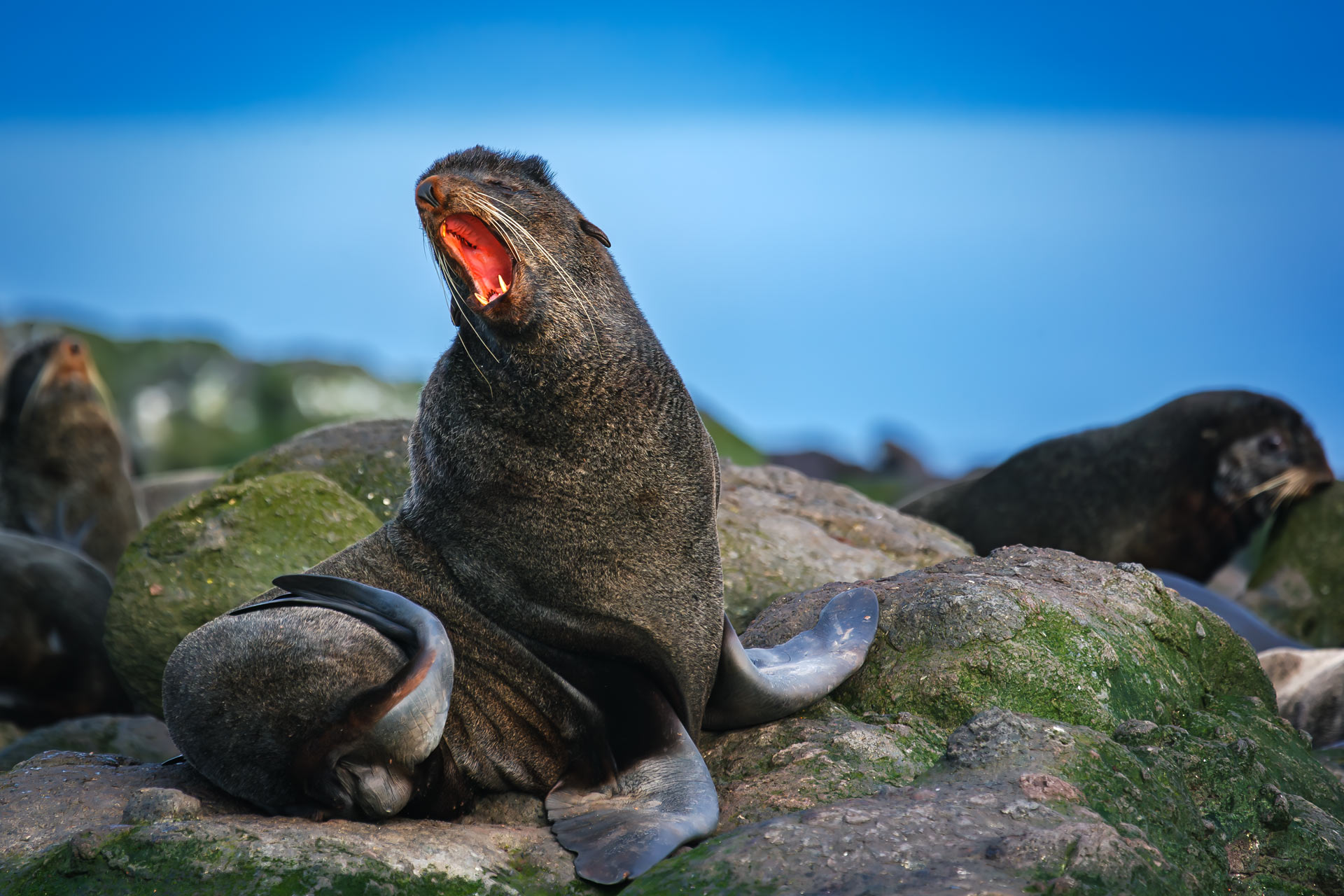 A cappella "Ave fur seal"