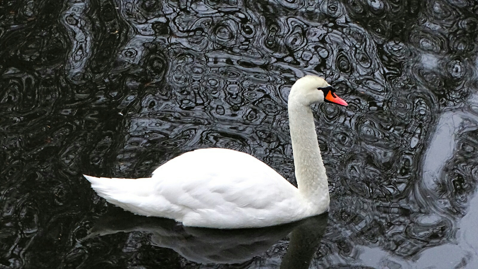 Животные и птицы