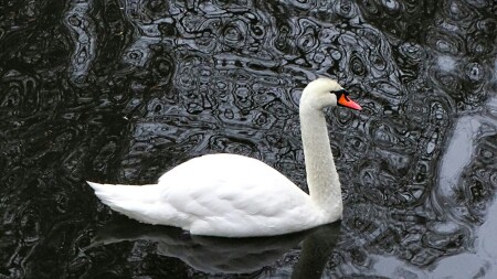 Животные и птицы