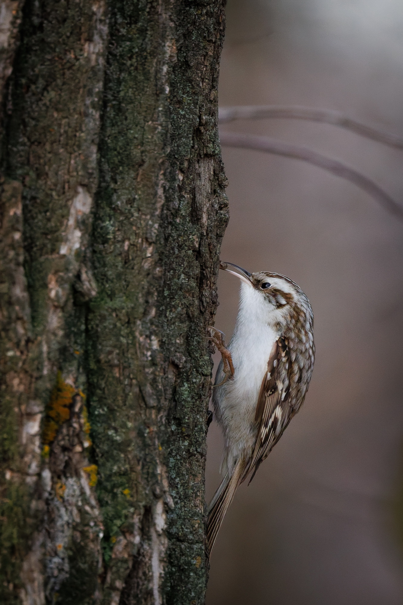 Обед пищухи