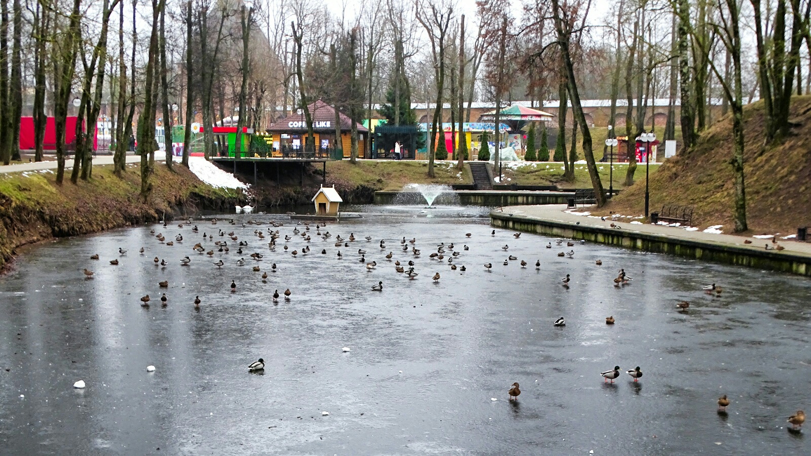 Животные и птицы