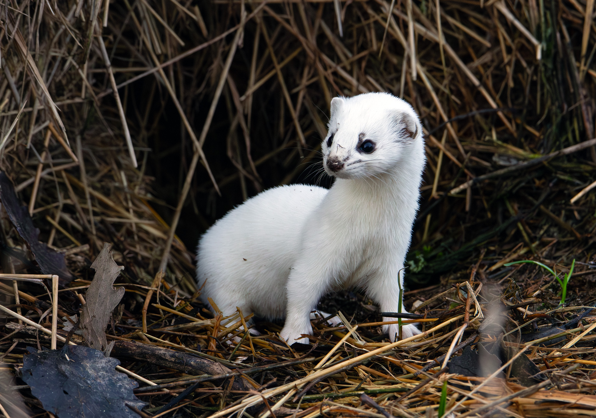 Не к месту шубка
