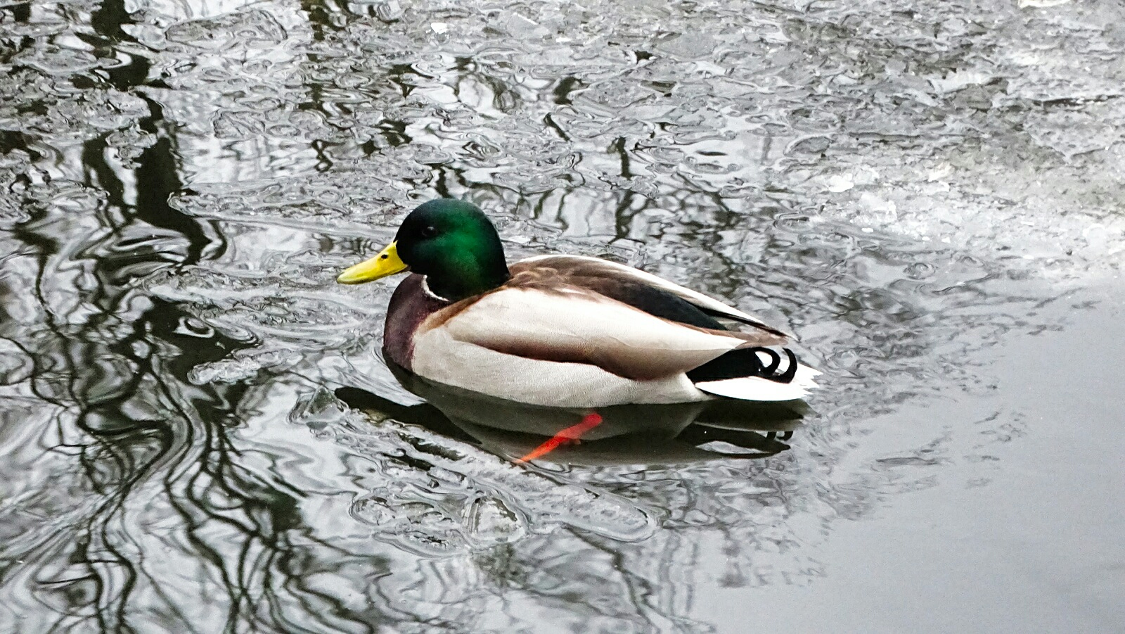 Животные и птицы