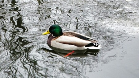 Животные и птицы