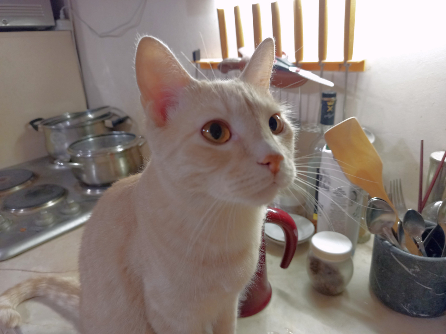 Кот, домашний, 1 шт. с телефона :)