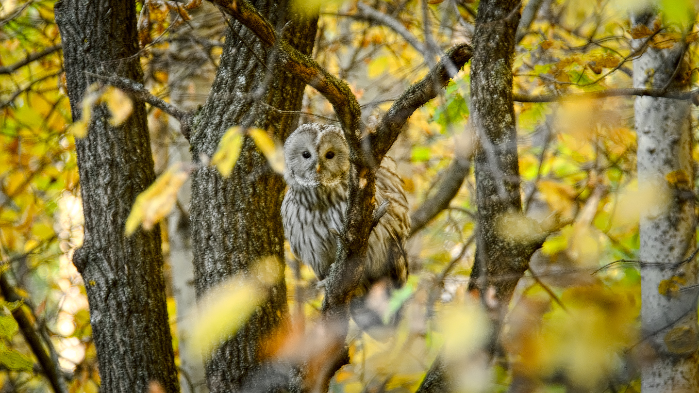 что такое осень...