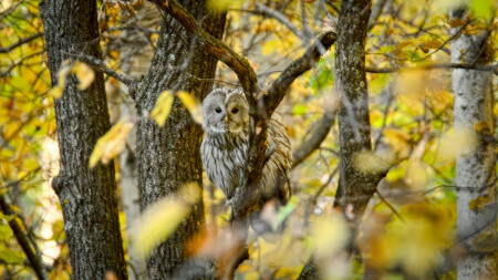что такое осень...
