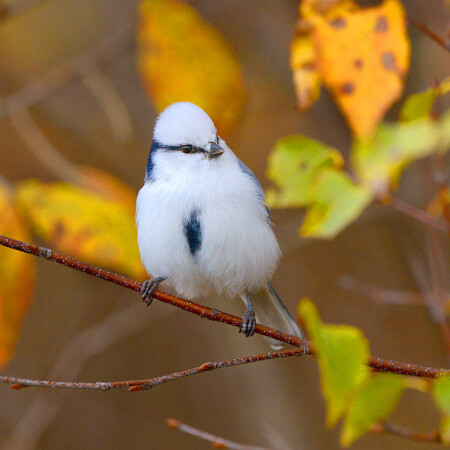 Осенний князек