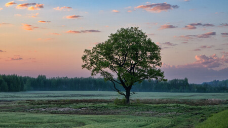 Июньское утро