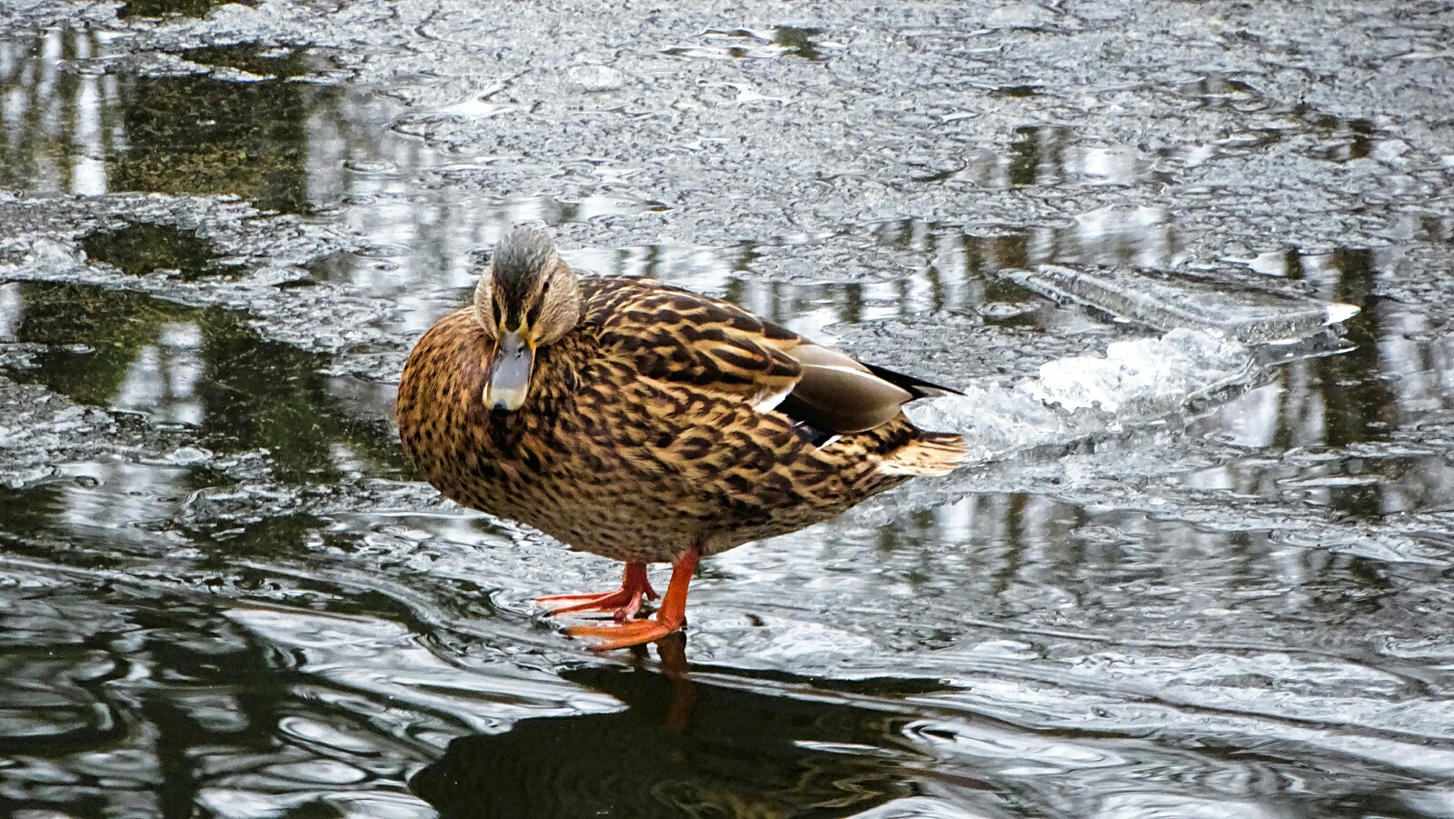 Животные и птицы