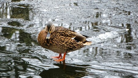 Животные и птицы