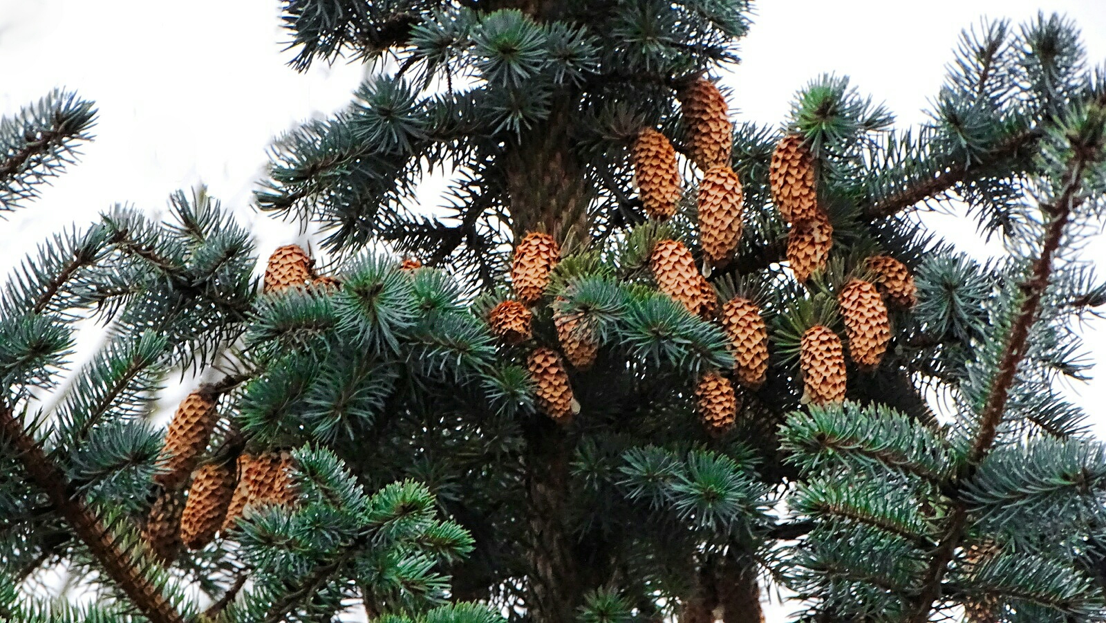 Природа Смоленщины 