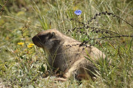 Сурок под солнцем