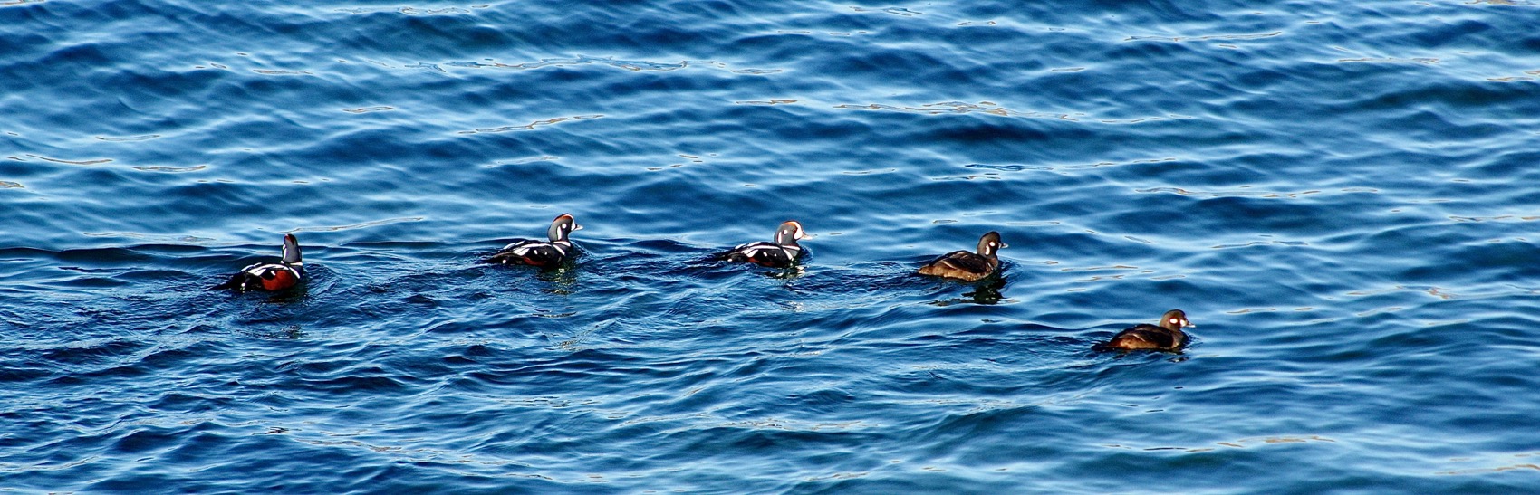 Зимний заплыв