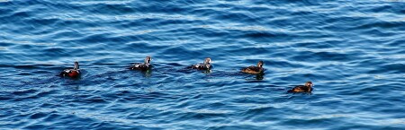 Зимний заплыв