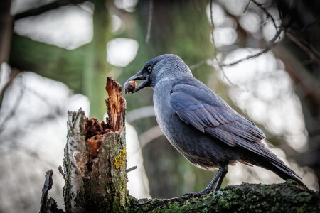 Запасливая галка