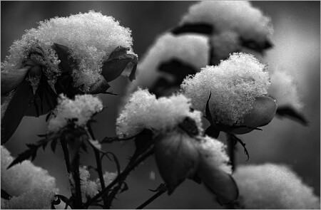 первый снег 