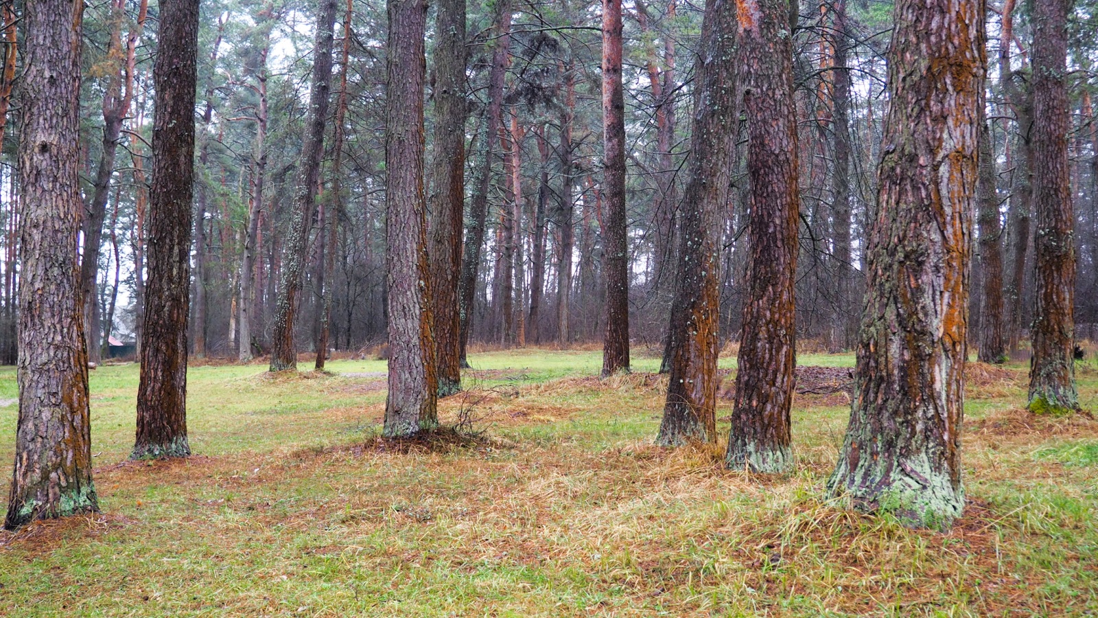 Природа Смоленщины 