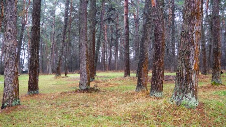 Природа Смоленщины 