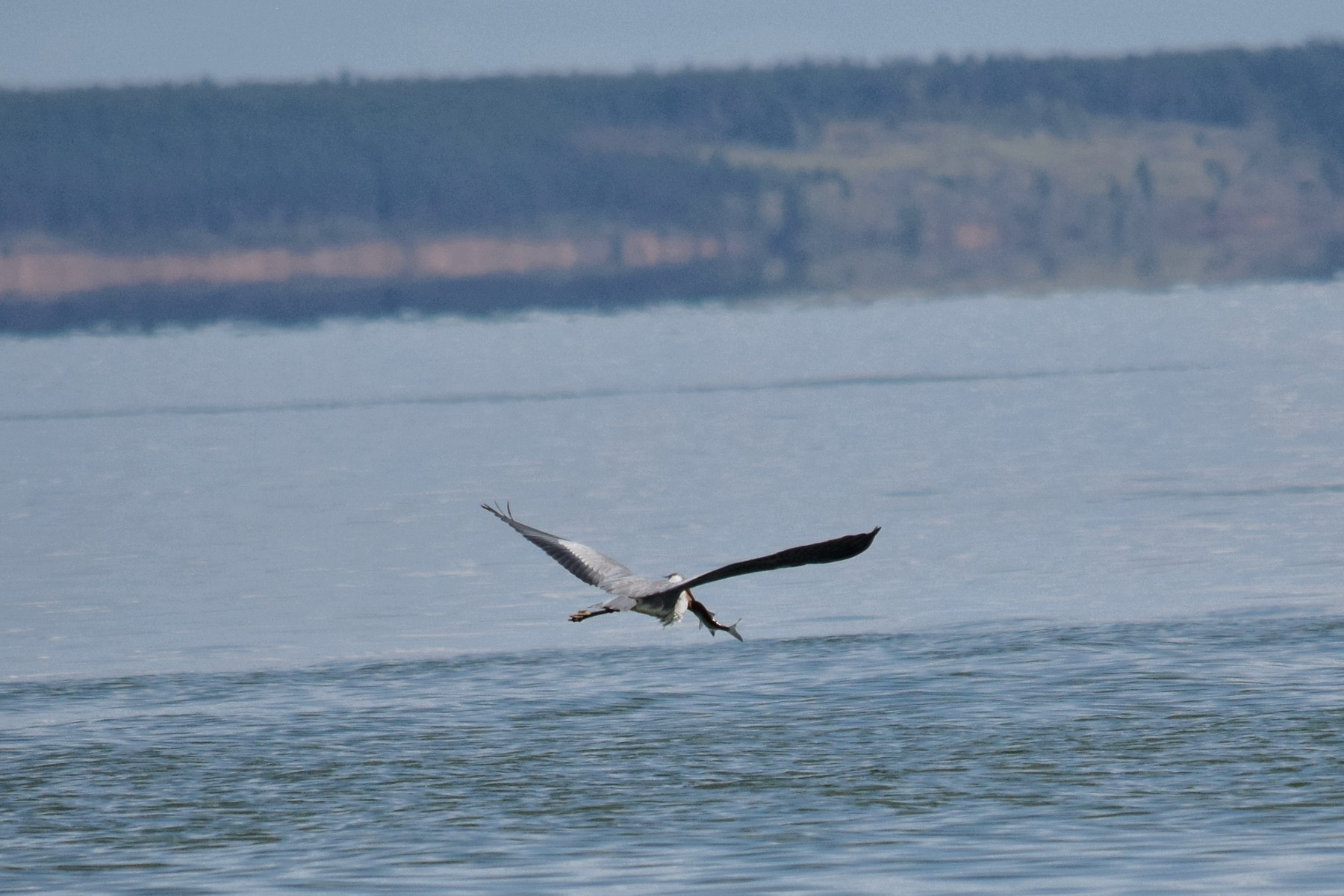 Цапля с рыбой над Волгой.