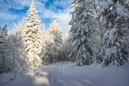 Зимний день 