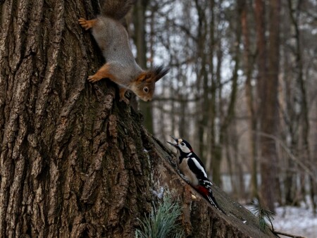 Прочь, моя кормушка!