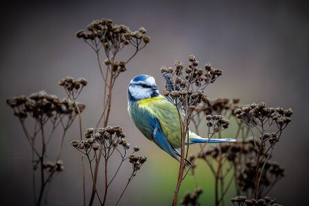 Лазаревка лакомится семенами пижмы