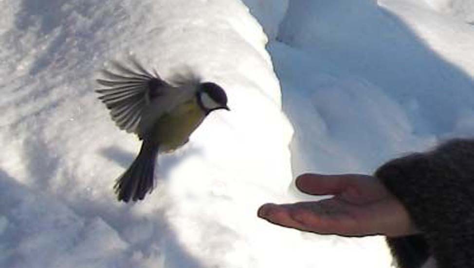 Синица доверяет людям...