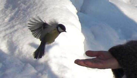 Синица доверяет людям...