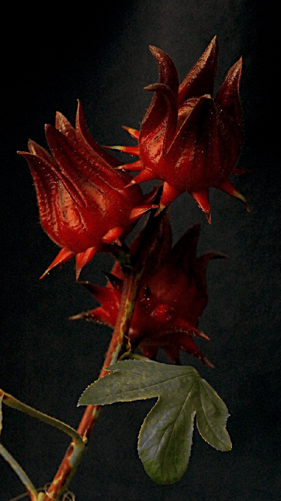 Плоды каркаде.