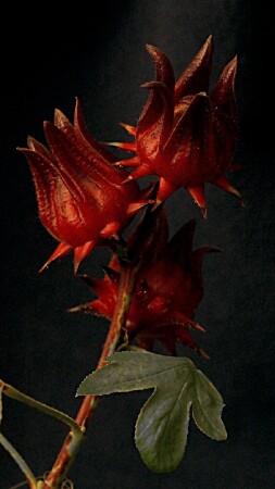 Плоды каркаде.