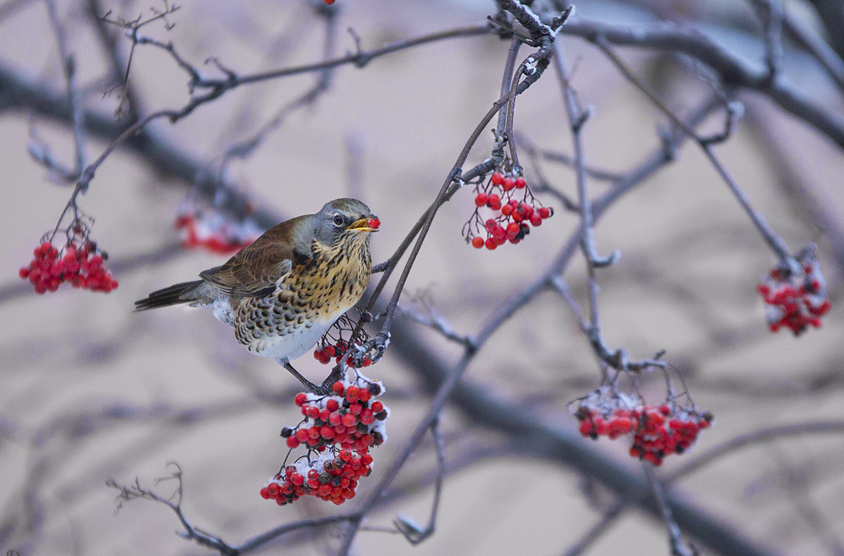 Дрозд и рябина