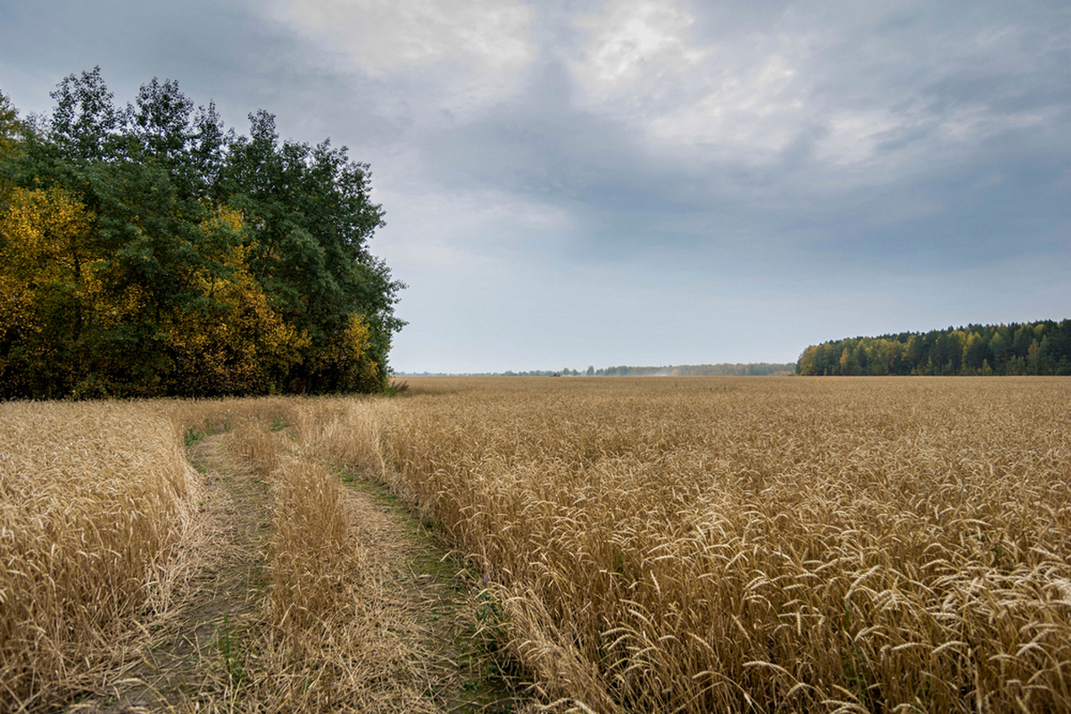 Дорога в поле