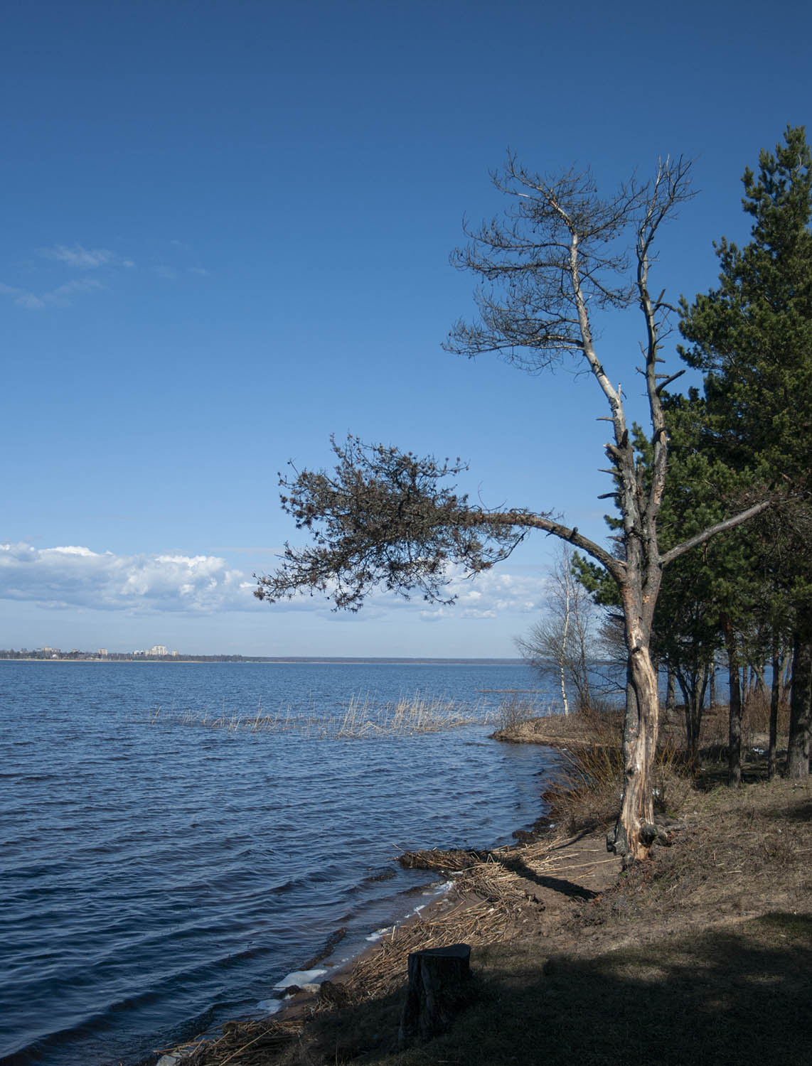 Сестрорецк. Озеро Разлив.