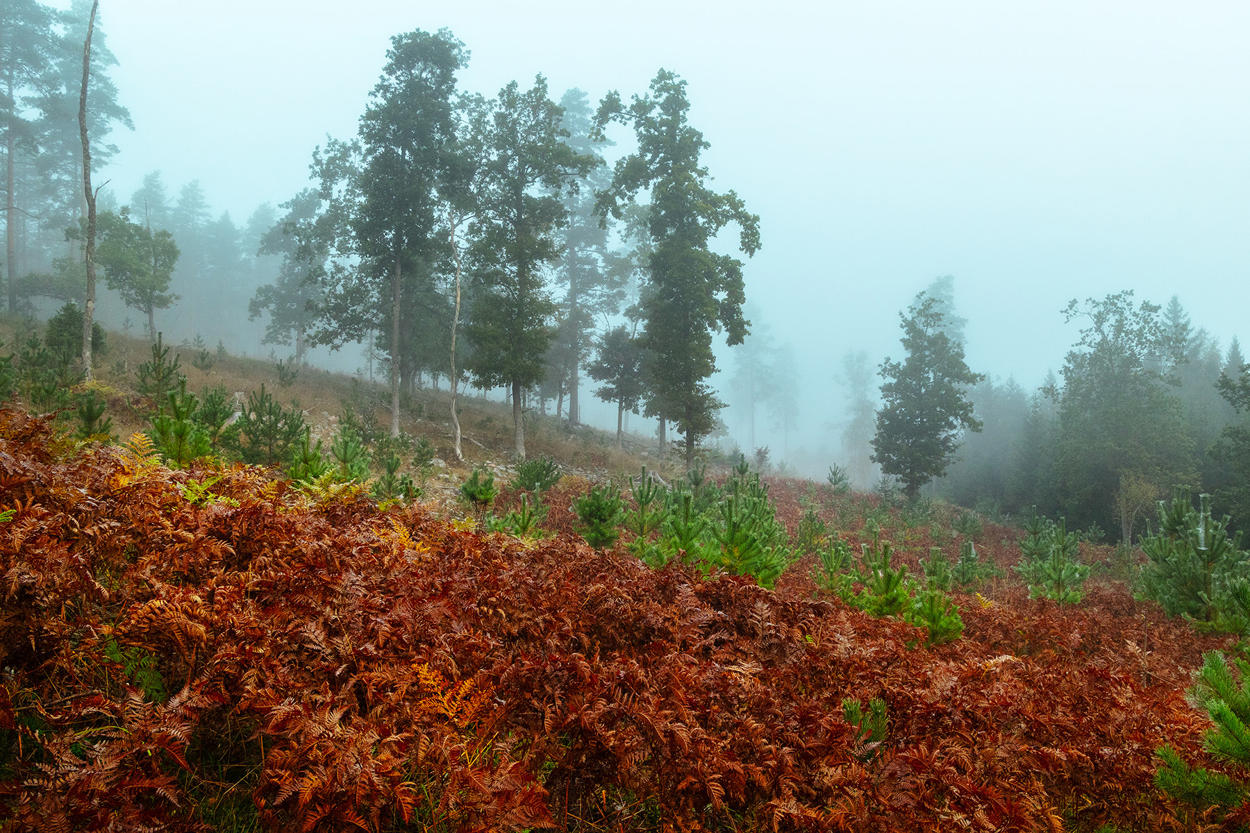 Папоротник в тумане