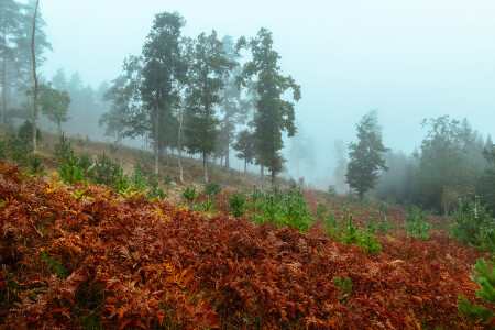 Папоротник в тумане