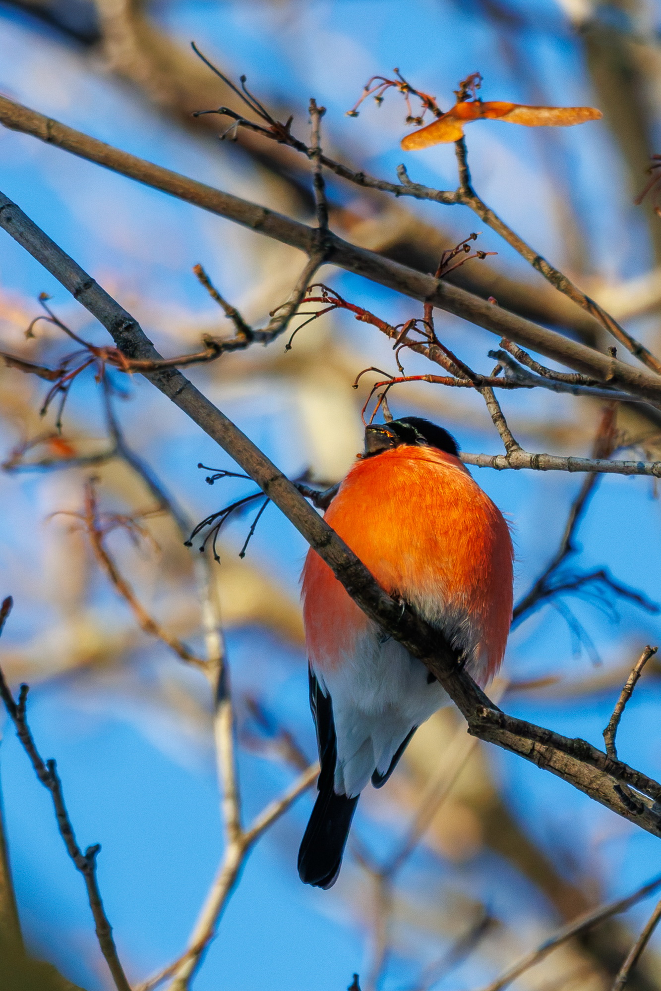 Морозный день