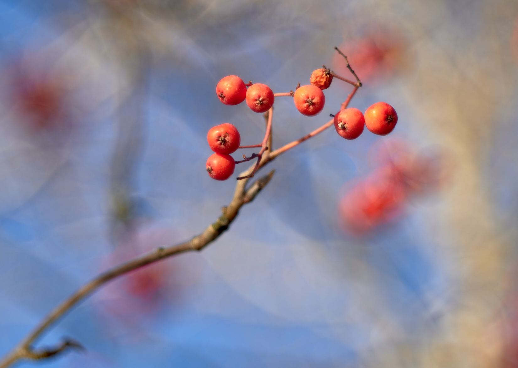 Рябиновый акцент