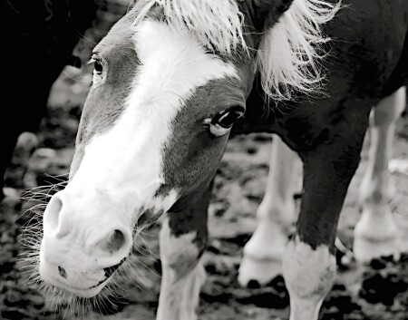 любопытный